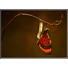 Medium_butterfly