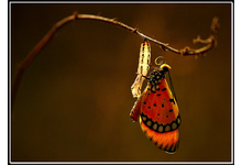 Thumb_butterfly